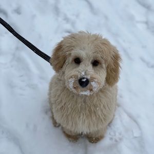 Meet your Posher, Gurinder